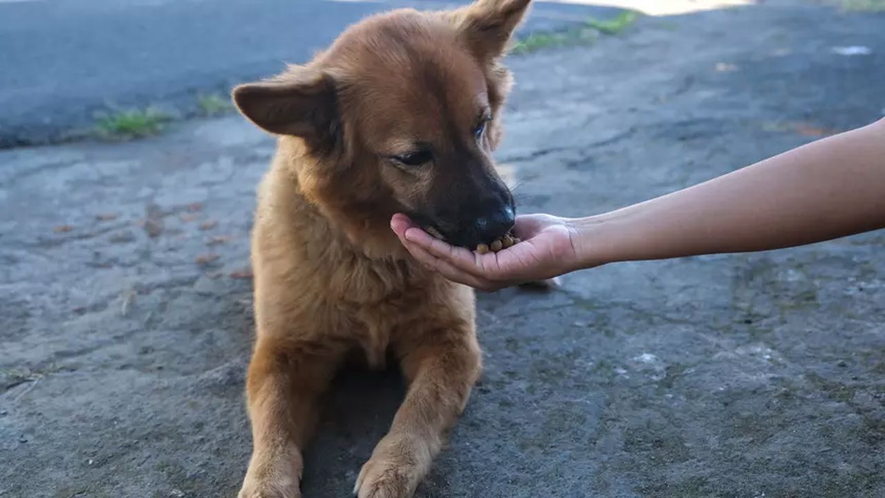 İstanbul’da Yeni Dönem: Sokak Köpeklerine Kontrolsüz Beslemeye Sınırlama